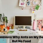 ants on my desk but no food